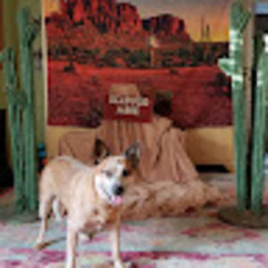 Meet your Posher, Robin